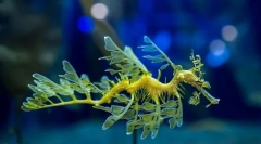 Sea dragon