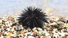Morski ježek