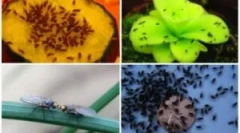 Moshki na zelenjavi na območjih držav