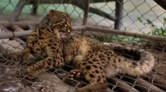 Marmor cat: lepota iz jugovzhodne azije z rjavimi očmi