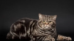 Barva marmorja iz britanskih mačk: zgodovina videza in posebnosti oskrbe