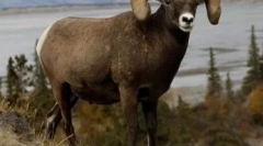 Muflons v naravnih pogojih in njihovi vsebini v podjetju