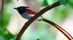 Muklefoholovka paradise