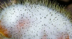 Morko: opis, značilnosti in reprodukcija