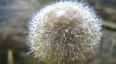 Mukorovy gobe in penicill