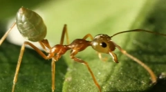 Azijski mravljišče