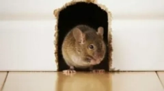 Miši v okvirju hiše in zaščito pred glodalci