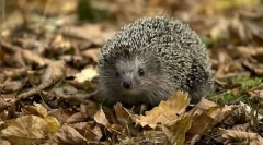 Katere živali skoraj ne delajo strupov?