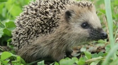 Katera žival ne delajo strupe?