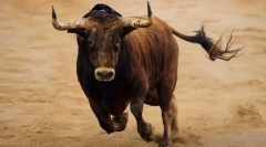 Bull attack