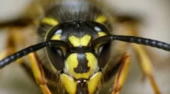 Os napad in zdravljenje ugriza