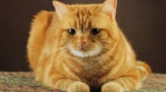 Ljudska sredstva iz telesnih mačk