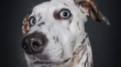 Ljudska sredstva iz doma bolha