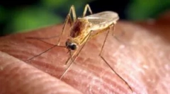 Ljudska sredstva iz komarjev