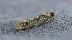 Ljudska sredstva iz molije v hiši