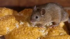 Ljudska sredstva iz miši v hiši