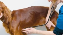 Kršitve srčnega ritma ali aritmije