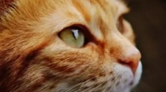 Zunanje in notranje parazite pri mačkah