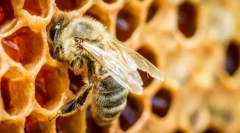 Žuželke dajejo med