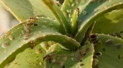 Žuželke v notranjih cvetih in cvetnih lončkih