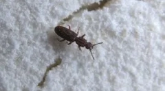 Žuželke v moki in prikrita