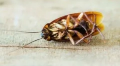 Poletni alkohol kot sredstvo iz ščurkov