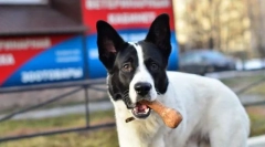 Vztrajna zahteva pozornosti