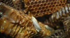 Voščena moljska tinktuacija in ekstrakt