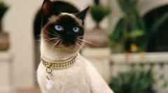 Žaljiva pubertete pri mačkah