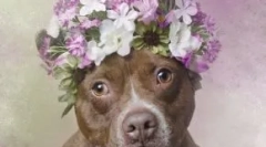 Ne tako grozno: 30 srčkan fotografije pit buli