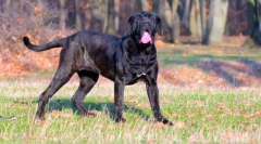 Neapolitan mastiff (fotografija): grozny guard z dobro dušo