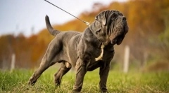 Neapolitan mastiff