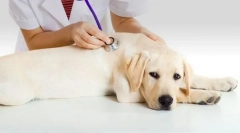 Inkontinenca urina v psu: vzroki, zdravljenje, preprečevanje