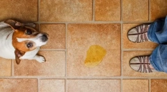 Urinska inkontinenca