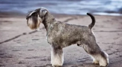 Poceni pse srednja velikost: opis in fotografije