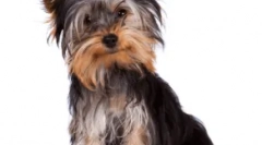 Ne-blokovne pasme psov