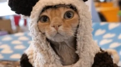 Nemški rex: lastnosti pasme