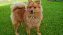 Nemški spitz (fotografija): igrivi in predani prijatelj