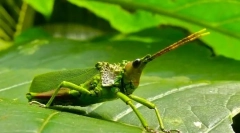 Nenavadne oblike žuželk