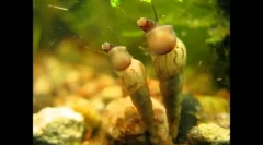 Nenavadni in poceni prebivalci akvarija