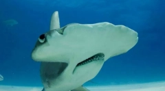 Nenavadna in smešna imena rib