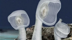 Nenavadni prebivalci morskih globin