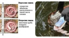 Nenavadni sporni organi navadnih gosi