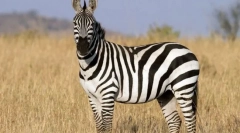 Nepazurnenje živali