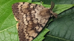 Razpakiranje silkworm