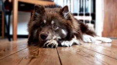 Neprijeten vonj ust v psih: možni vzroki