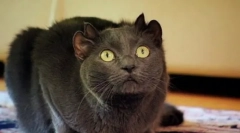 Neverjetni hišni ljubljenčki: znane mačke-mutanti