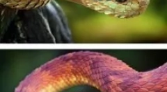 Neverjetne živali in žuželke, katerih obstoj je težko verjeti