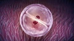 Nemogoče je mogoče: gemini v svetu živali