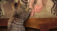 Nianse vzgoje mucka in najpogostejše napake